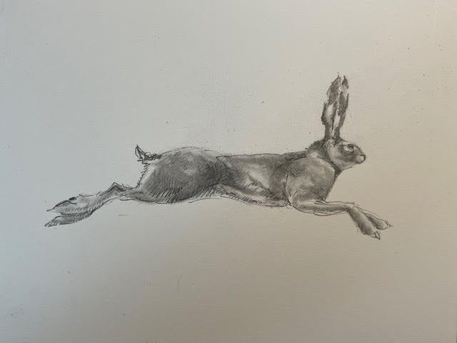 Original Hare Drawing